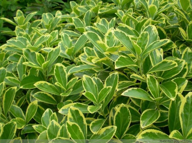 金边黄杨苗40~50cm