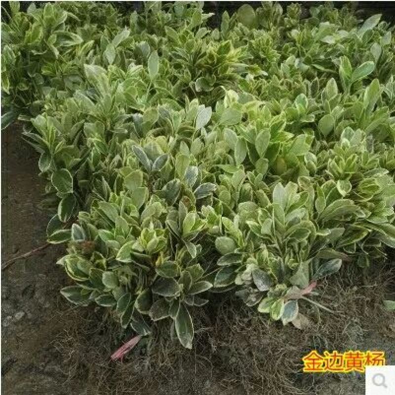 金边黄杨苗40~50cm