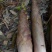 早竹春笋15~20cm