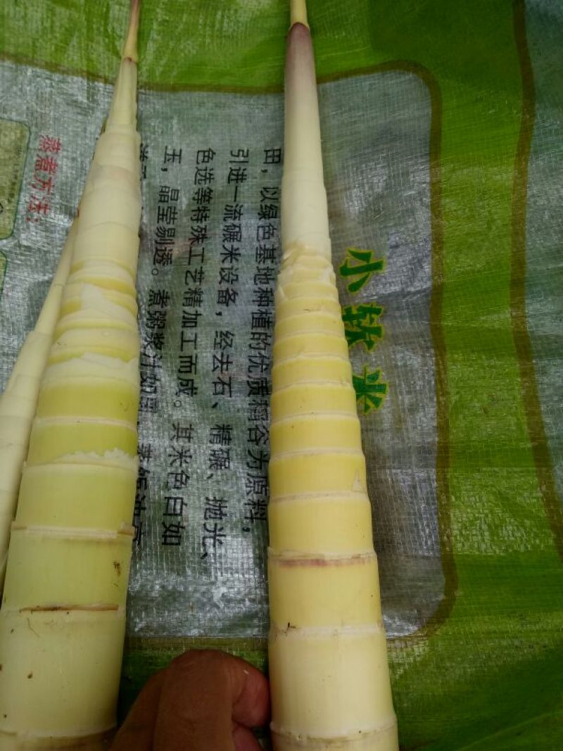 早竹春笋15~20cm