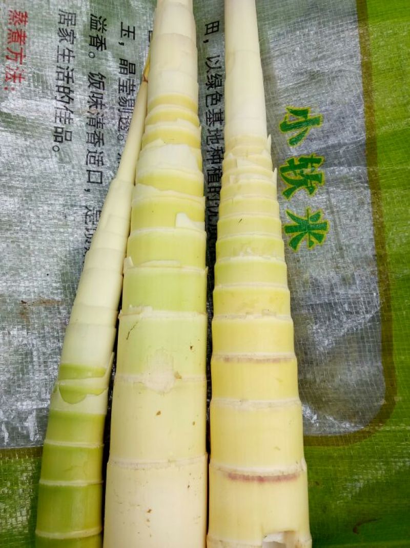 早竹春笋15~20cm