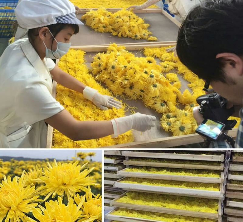 野菊花统货