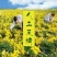 野菊花统货