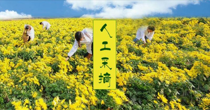 野菊花统货