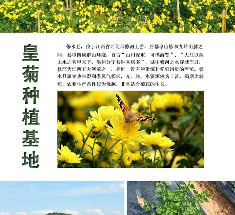 野菊花统货