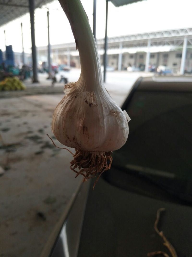 白皮蒜3.2~3.8鲜蒜