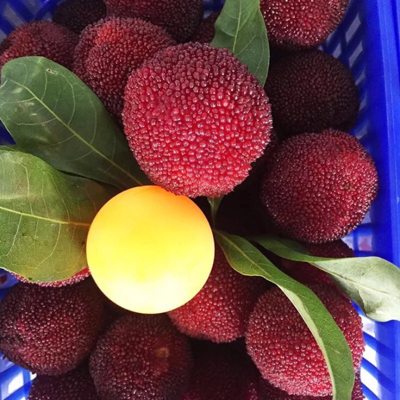 东魁杨梅