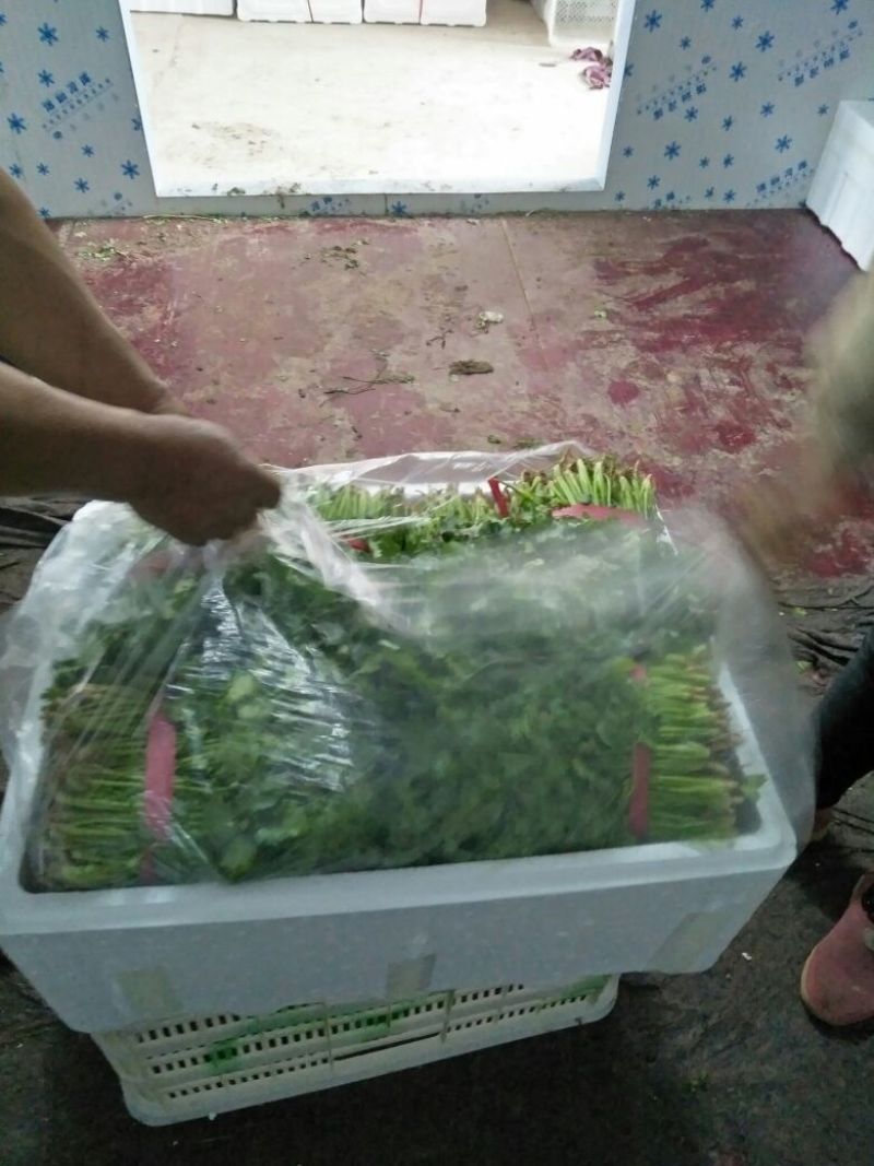 大叶香菜25~30，30一40厘米，中棵，粗棵。