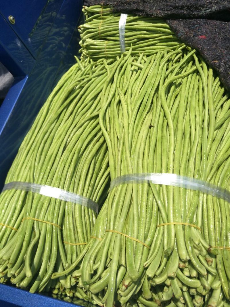 优质长豆角60厘米以上，产地直销，合作共赢！