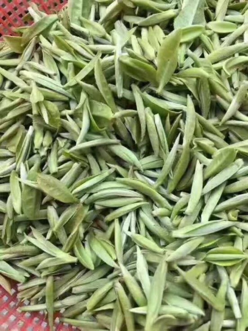 福鼎白茶
