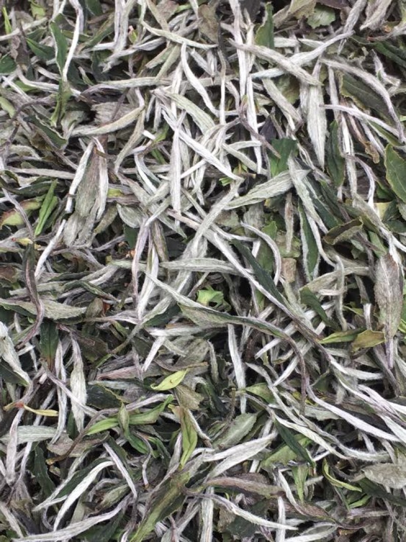 福鼎白茶