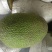 菠萝蜜5~10公斤