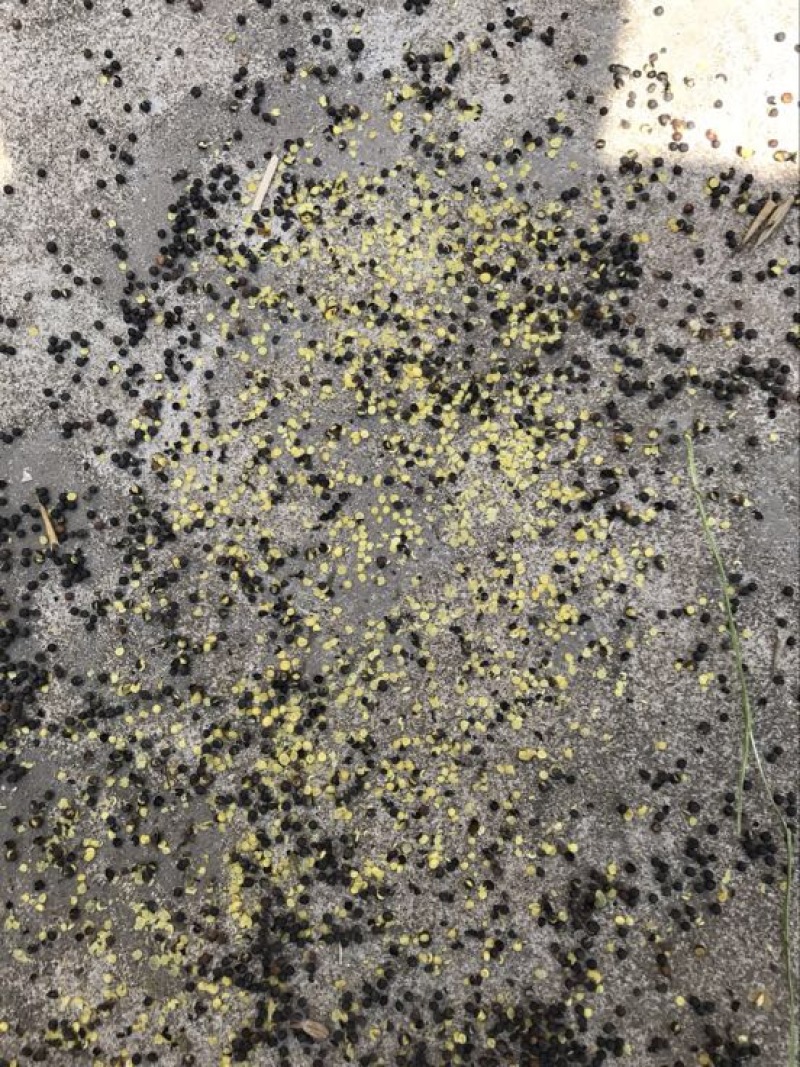 油菜籽