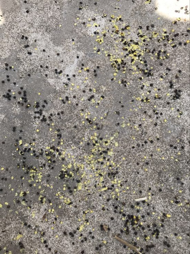 油菜籽