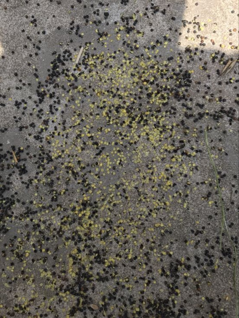 油菜籽