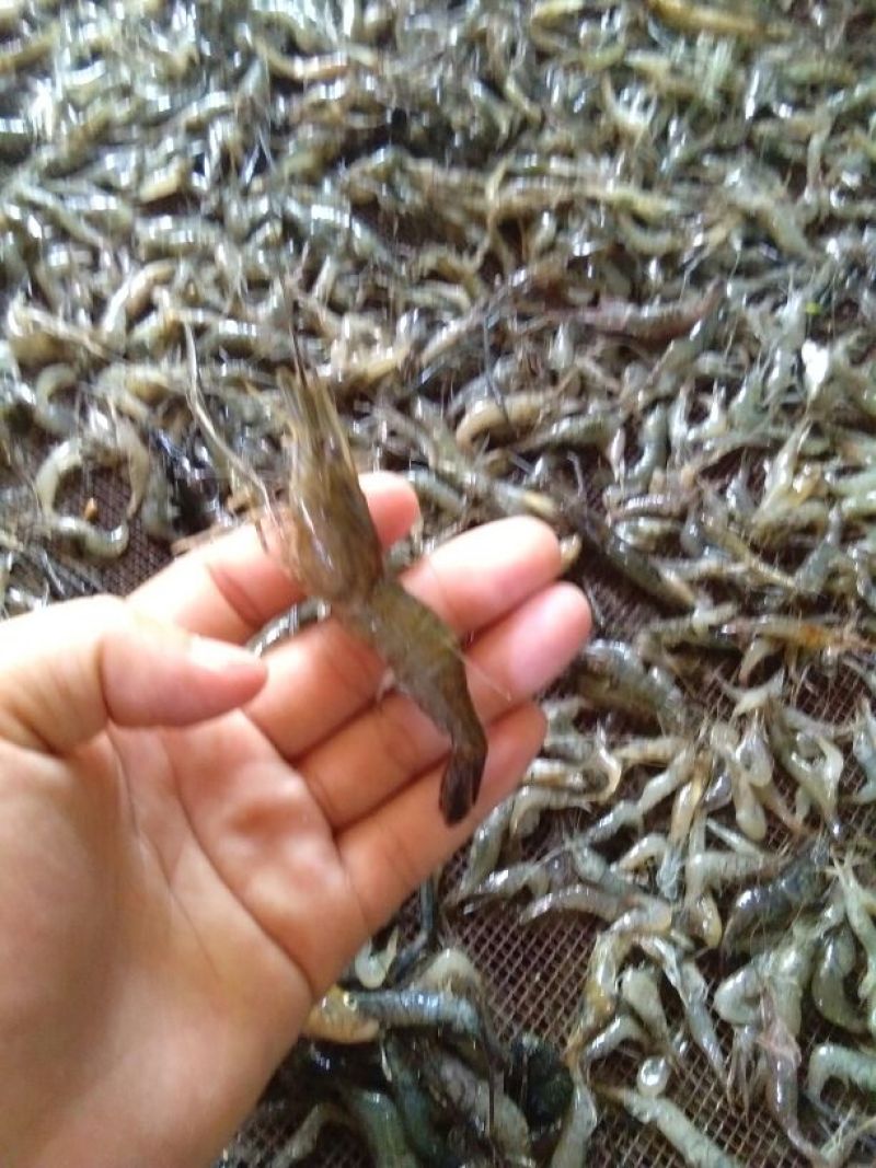 干虾