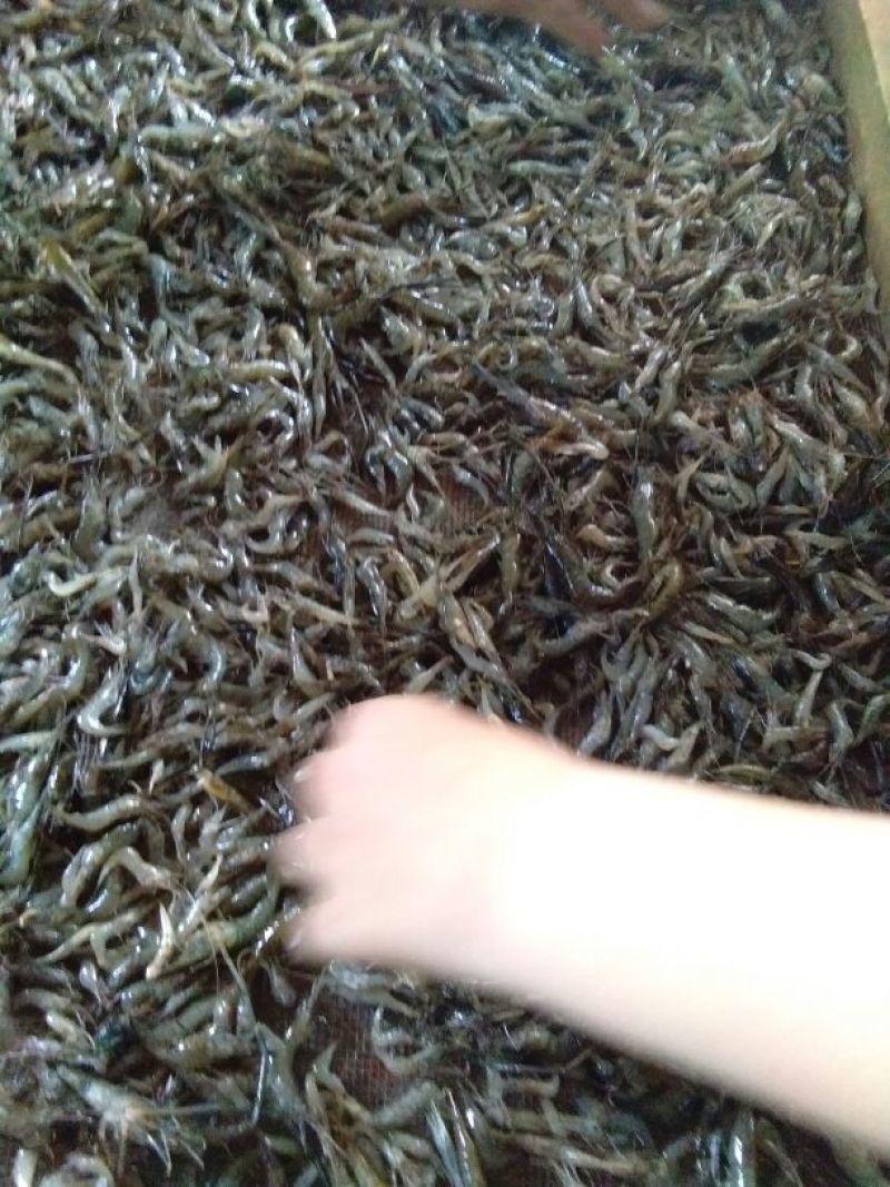 干虾