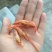 干虾