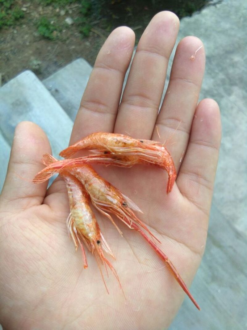 干虾