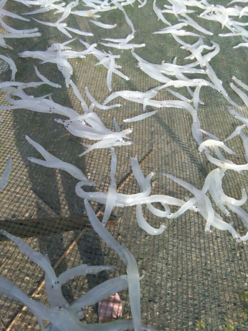 干虾