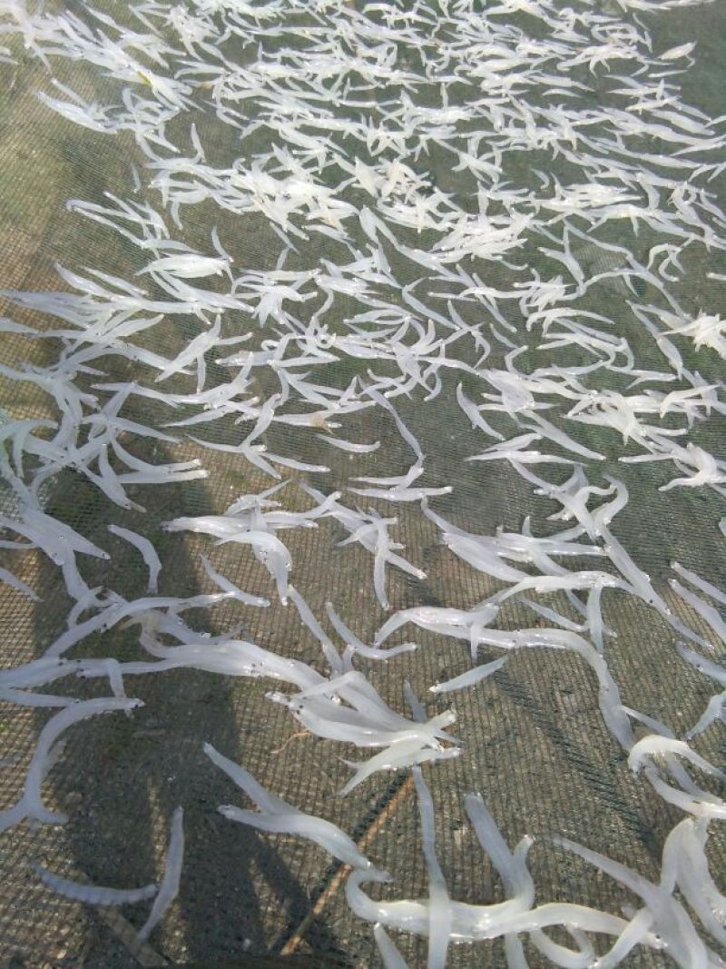 干虾