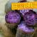 红薯苗15~25cm西瓜红苗，紫薯苗，龙薯苗，济薯苗，
