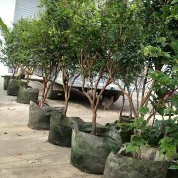 嘉宝果树苗1年