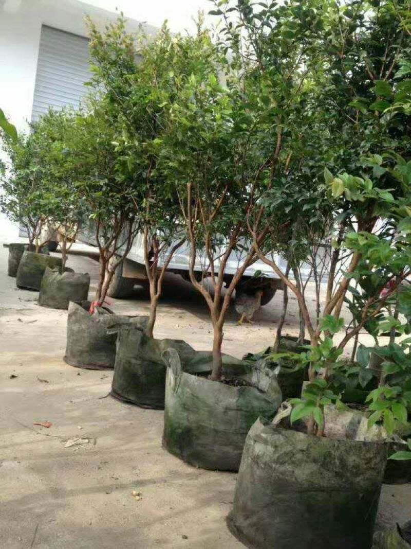 嘉宝果树苗1年