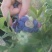 蓝莓鲜果6~8mm以上