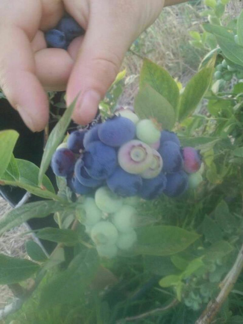蓝莓鲜果6~8mm以上