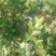 蓝莓鲜果6~8mm以上