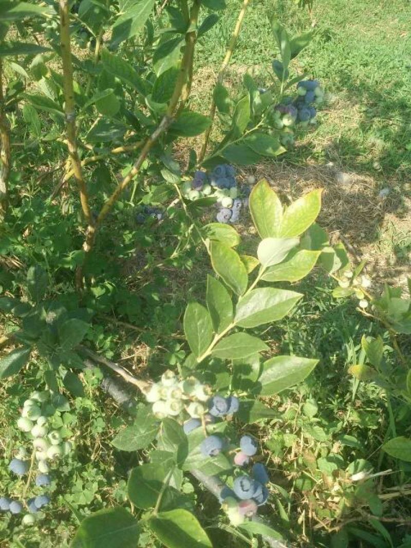 蓝莓鲜果6~8mm以上