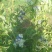 蓝莓鲜果6~8mm以上