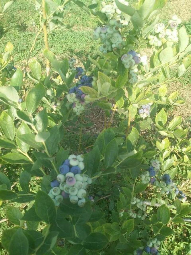 蓝莓鲜果6~8mm以上