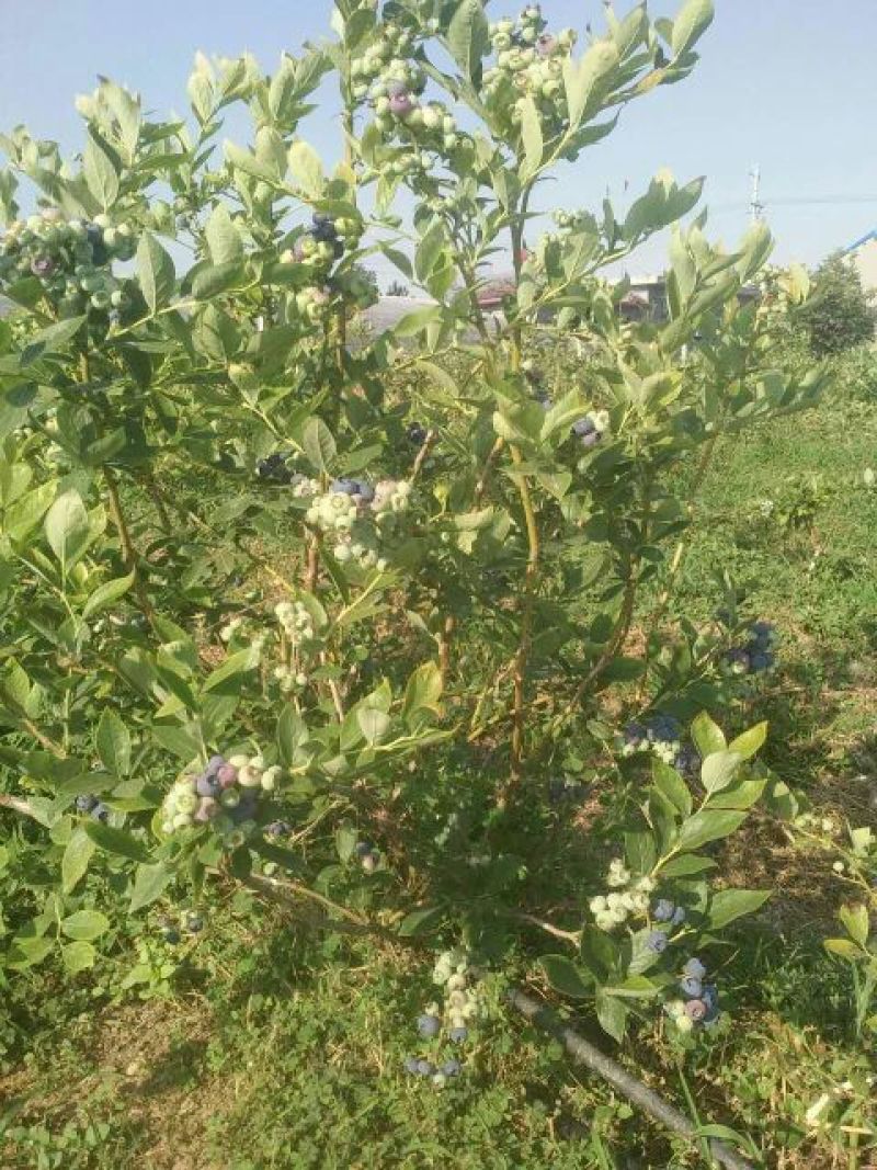 蓝莓鲜果6~8mm以上