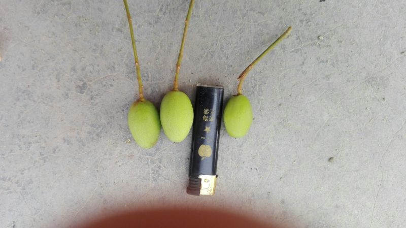 橄榄14g以上