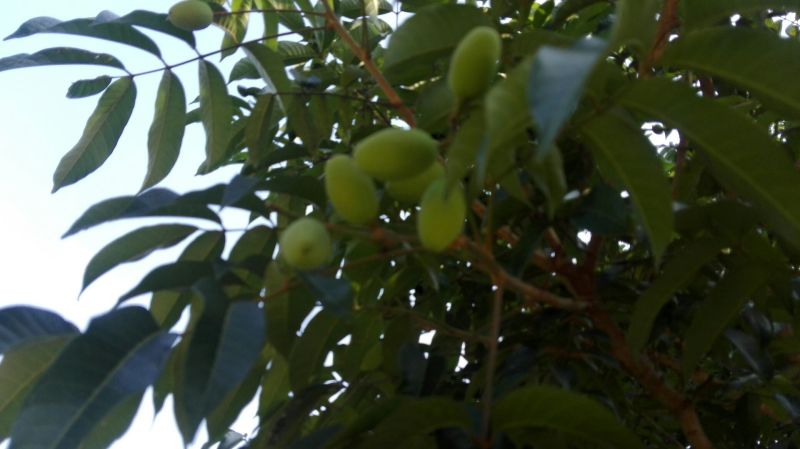 橄榄14g以上