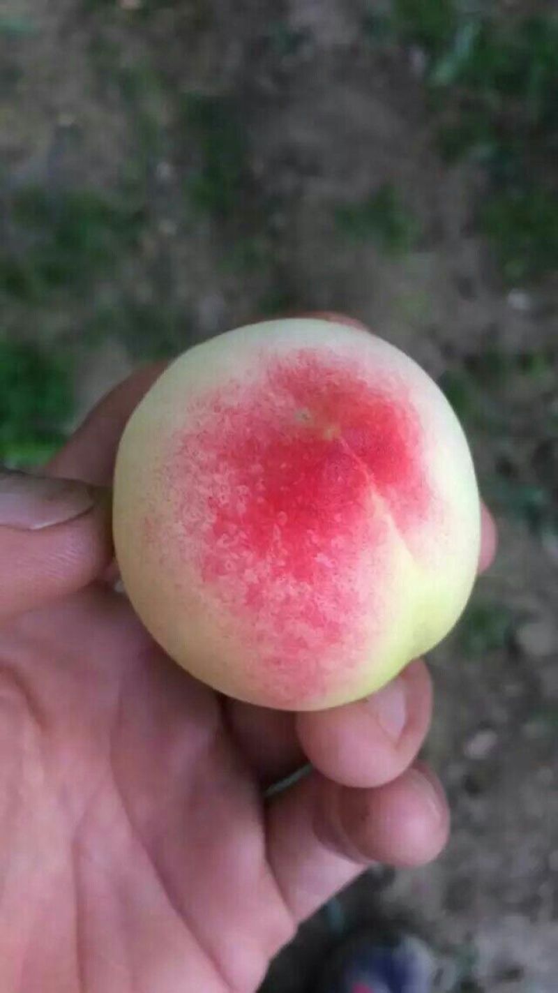 毛桃白桃白凤大量上市