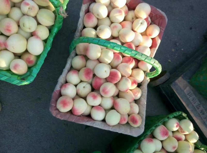 毛桃白桃白凤大量上市