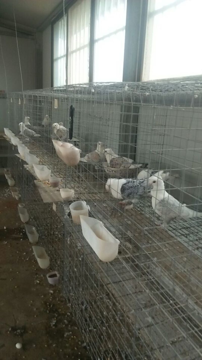 肉鸽900~1000g
