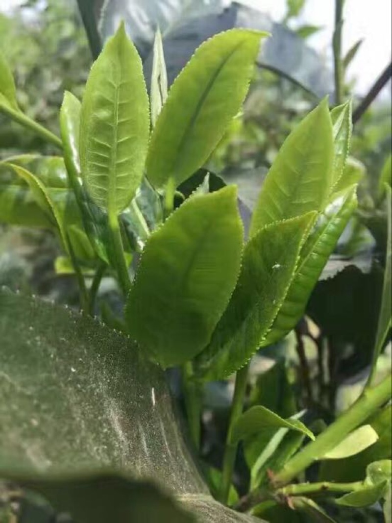 普洱茶