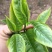 普洱茶