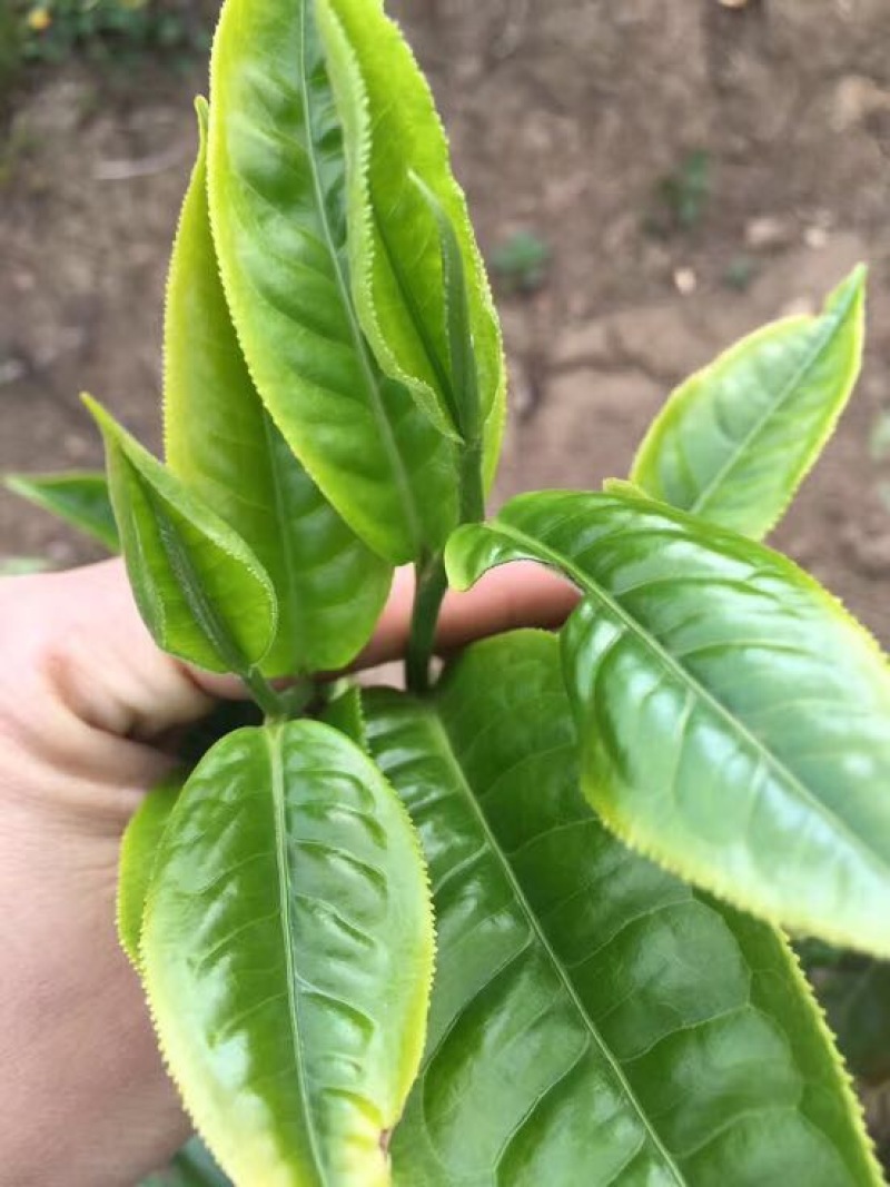 普洱茶