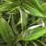 普洱茶