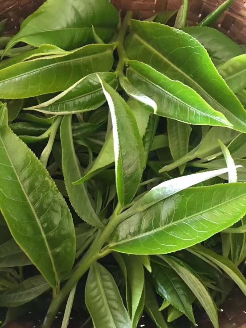 普洱茶