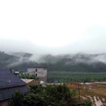 普洱茶