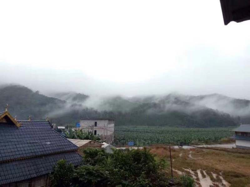 普洱茶