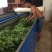 普洱茶