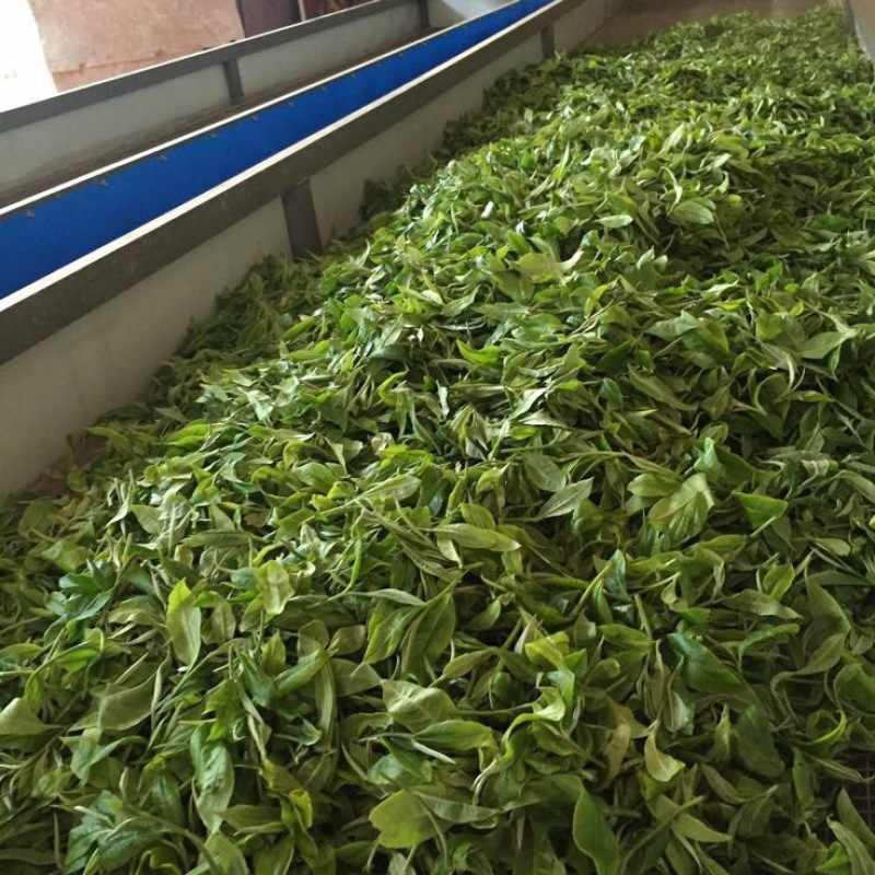 普洱茶
