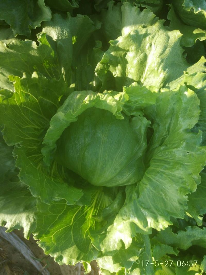 结球生菜1斤以上